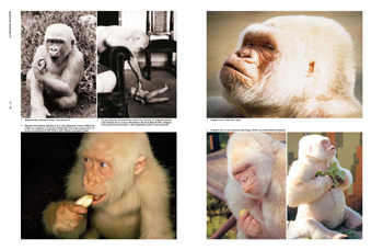 foto zoo